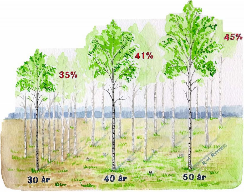 Grönvita lögner på baksidan av 20 års röjningsberg 5 Schematisk skiss som visar björkens grönkrona vid olika förutsättningar. Röjningsberget har ofta rejält hissade kronor.