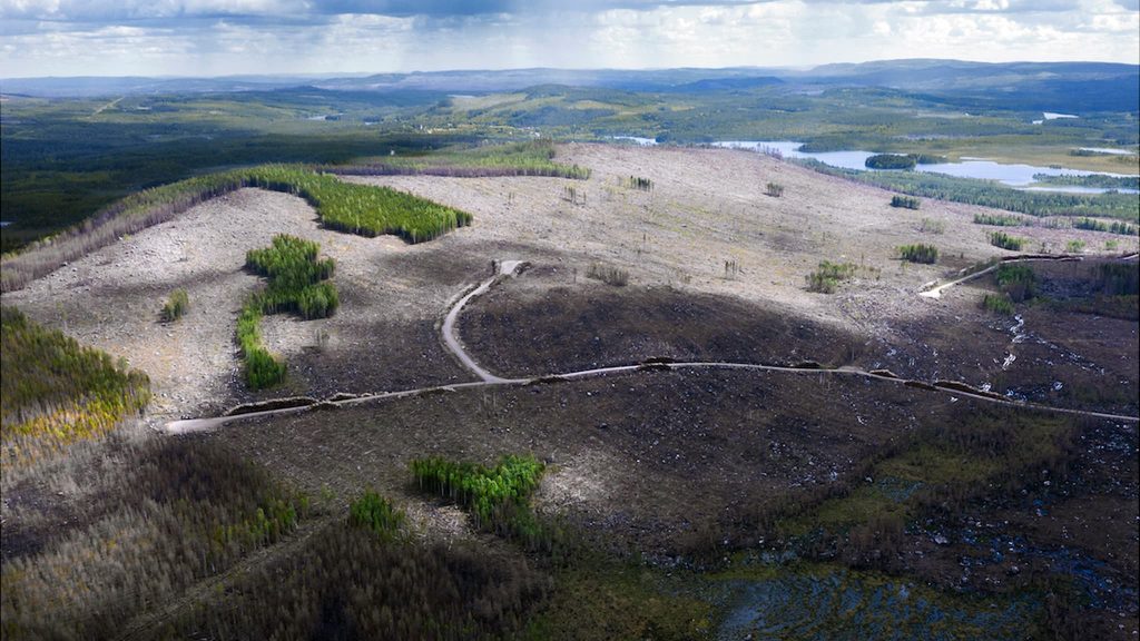 Postkodlotteriet 2021-- höga spel med grannarna-- på brända granar 7 hygge-skogsbrand-2018-omskogen