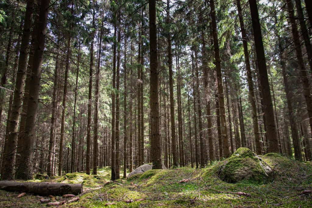 Regeringen — 6 miljarder kronor till Bio-CCS med start 2022 5 Exempel på boreal skog med gran