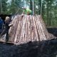 En klassisk kolmila som tillverkar kol i skogen. Numera kallas träkolet som tillverkats i urminnes tider för biokol