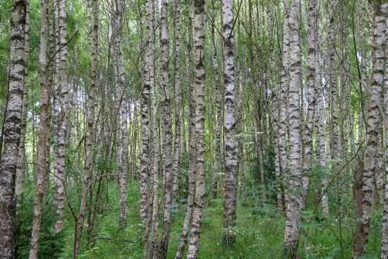 Grönvita lögner på baksidan av 20 års röjningsberg 4 björkskog röjningsberg många klena stammar liten grönkrona
