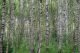björkskog röjningsberg många klena stammar liten grönkrona