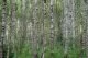 björkskog röjningsberg många klena stammar liten grönkrona