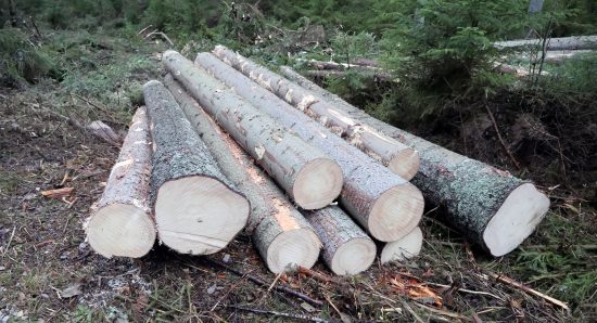 Läge för rotpost 2021 4 Sug efter sågtimmer skapar läge för att använda sig av rotpost som försäljningsform