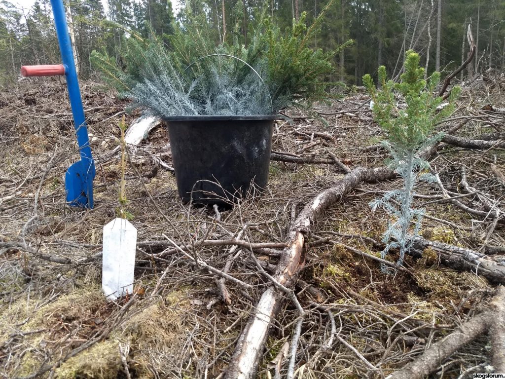 Jessica Polfjärd bokdebuterar med sin "lilla gröna" 7 Plantering med förädlade skogsplantor
