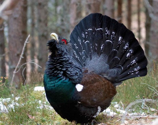 Tjäderspel symboliserar skogsdebatten om äganderätten och är del av Januariavtalets utredningar