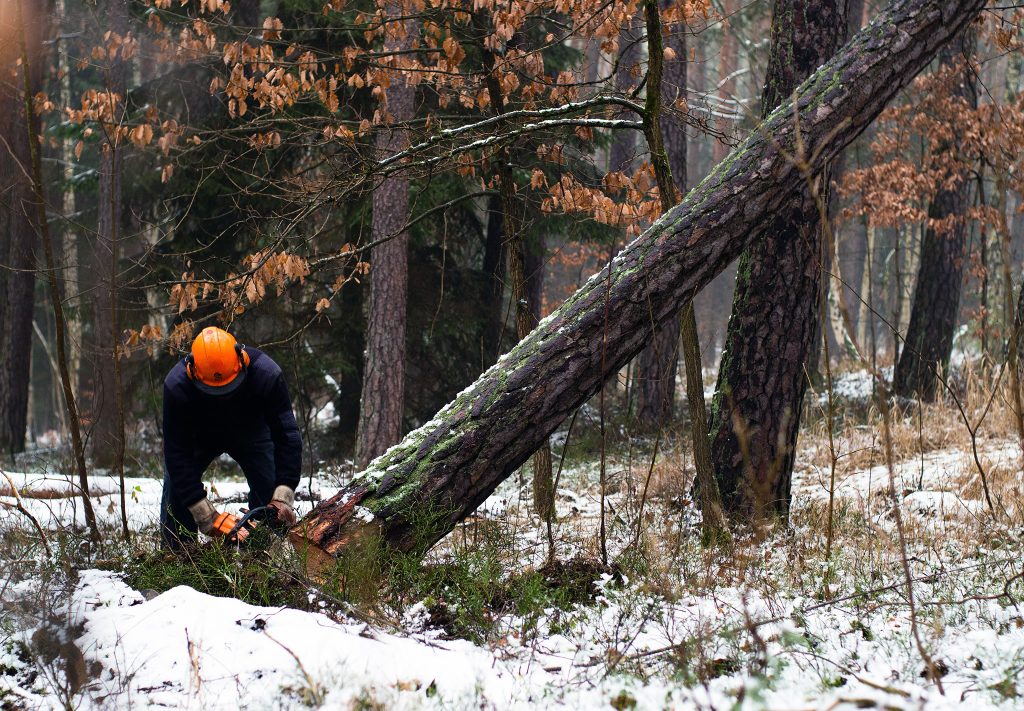 Virkespriserna sjönk 2020 4 Virkespriserna påverkar viljan att avverka skog med motorsåg