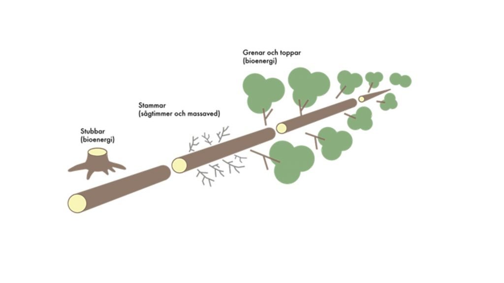 Finns en Pulp Fiction i skogen? 7 Vad blir det av ett träd när det når skogsindustrin. Pulp Fiction kanske?