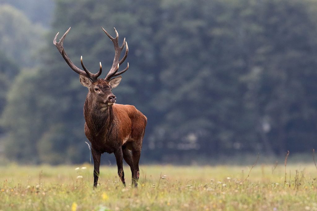 Karl Hedin, varg och mediala offerlamm på Österlen 2021 9