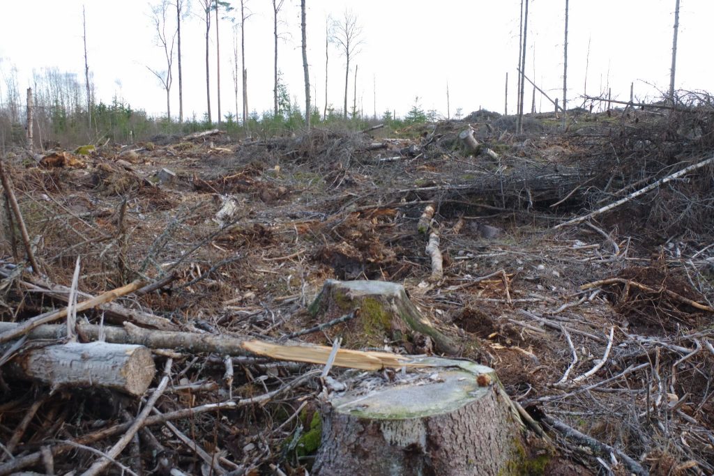 Svenska skogen – snart 200 miljoner satsade 6 En nytagen bild på ett kalhygge i Sverige 2021.