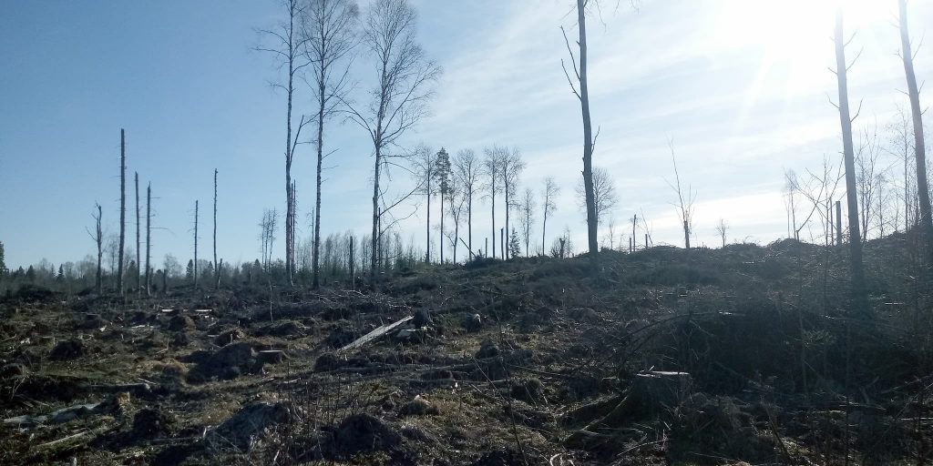 Ett hygge efter en slutavverkning i Värmland 2021 Normalstort fläckmarkberett hygge 2021