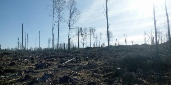 Normalstort fläckmarkberett hygge 2021