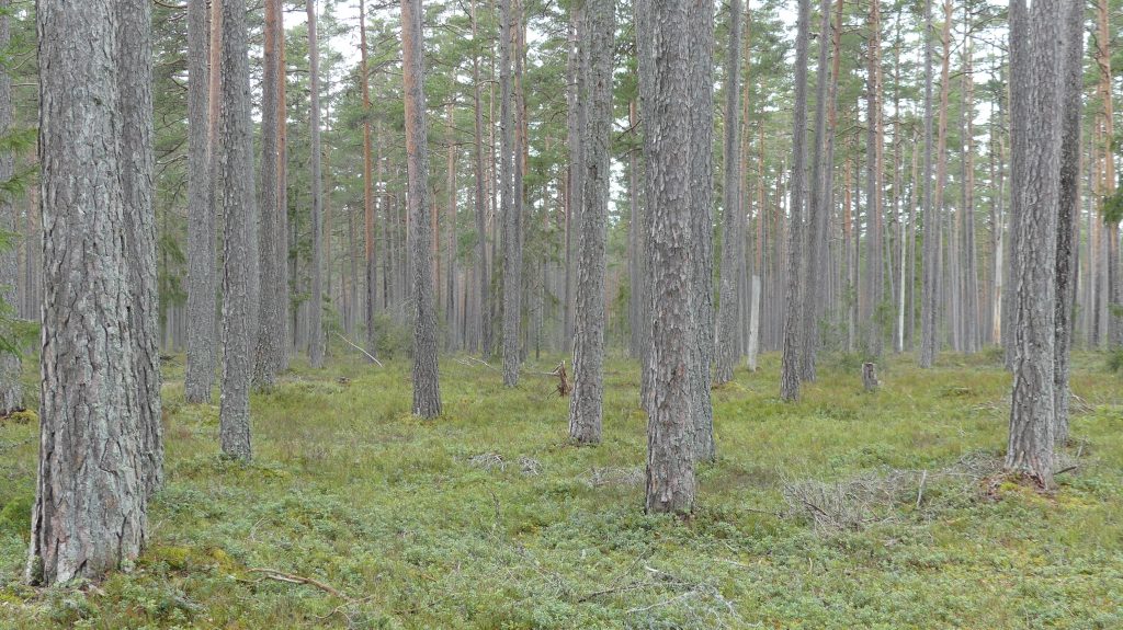 Hyggesfritt skogsbruk enligt Skogsstyrelsen 6 Gammalt tallbestånd lämpligt för hyggesfri föryngring