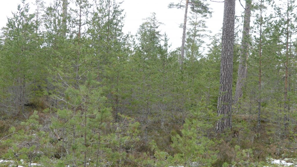 Hyggesfritt skogsbruk enligt Skogsstyrelsen 10 hyggesfritt med föryngring under evighetsträdevighetsträd