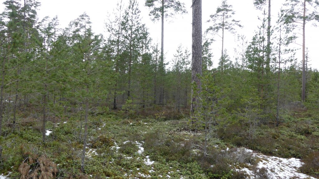 Hyggesfritt skogsbruk enligt Skogsstyrelsen 9 brunnar runt kvarvarande träd vid hyggesfritt