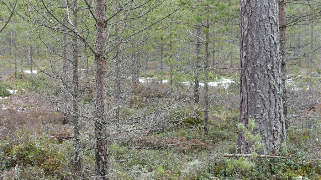 Hyggesfritt skogsbruk enligt Skogsstyrelsen 8 hyggesfritt med sparade evighetsträd