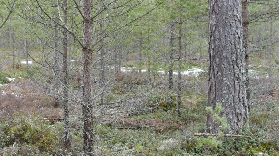 Hyggesfritt skogsbruk enligt Skogsstyrelsen 4 hyggesfritt med sparade evighetsträd