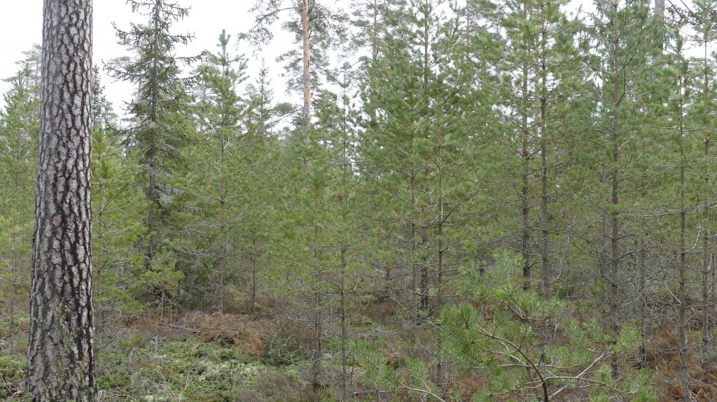 Skogsvärdering - SCA leker med siffrorna 8 hyggesfritt tallbestånd som föryngrats under skärm