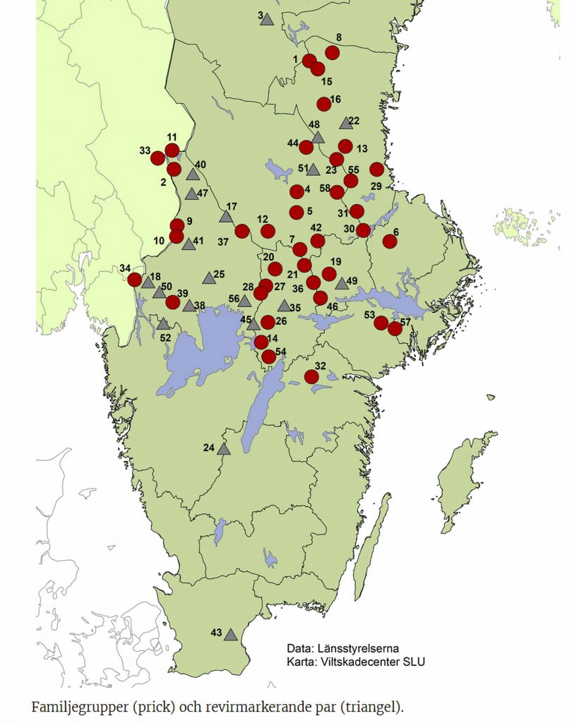 Karl Hedin, varg och mediala offerlamm på Österlen 2021 10