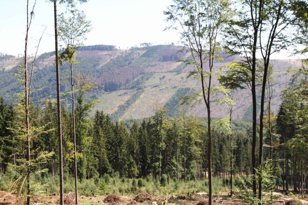 Första, andra och tredje statsmakterna i skogen 2021 8 Tjeckiska hyggen efter angrepp av granbarkborre. Räknar statsmakten in dessa?