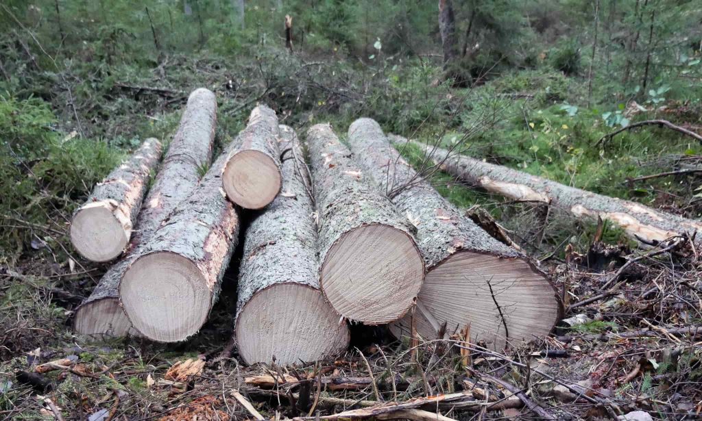 EU Taxonomin — bra, dåligt eller inget för skogsägare? 6 Nyavverkat grantimmer. En massavedpinne bredvid.