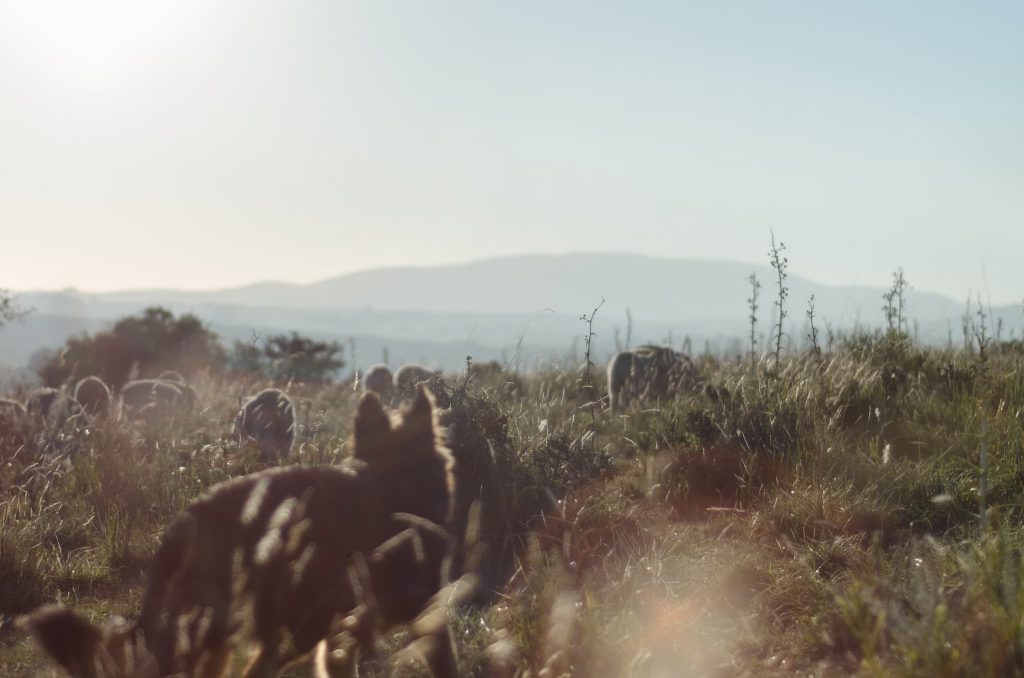 Karl Hedin, varg och mediala offerlamm på Österlen 2021 8 vargar får
