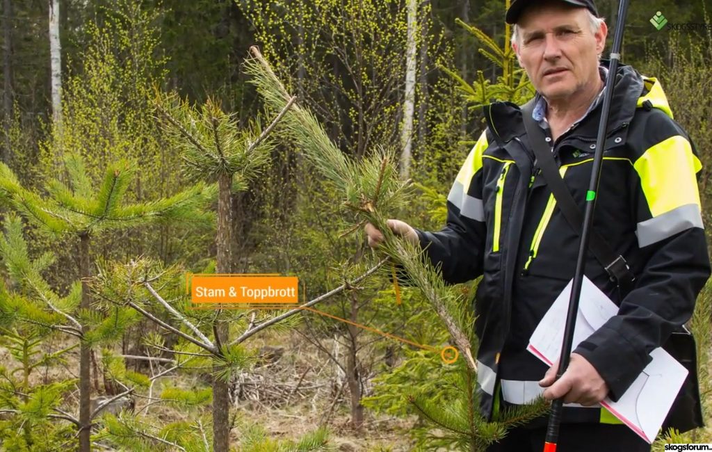 Älgkon Ärrade damen -- känd från TV -- här bjöd hon sin älgkalv på "bryta" 2021 9 Älgko-bryter-toppar-älgkalv