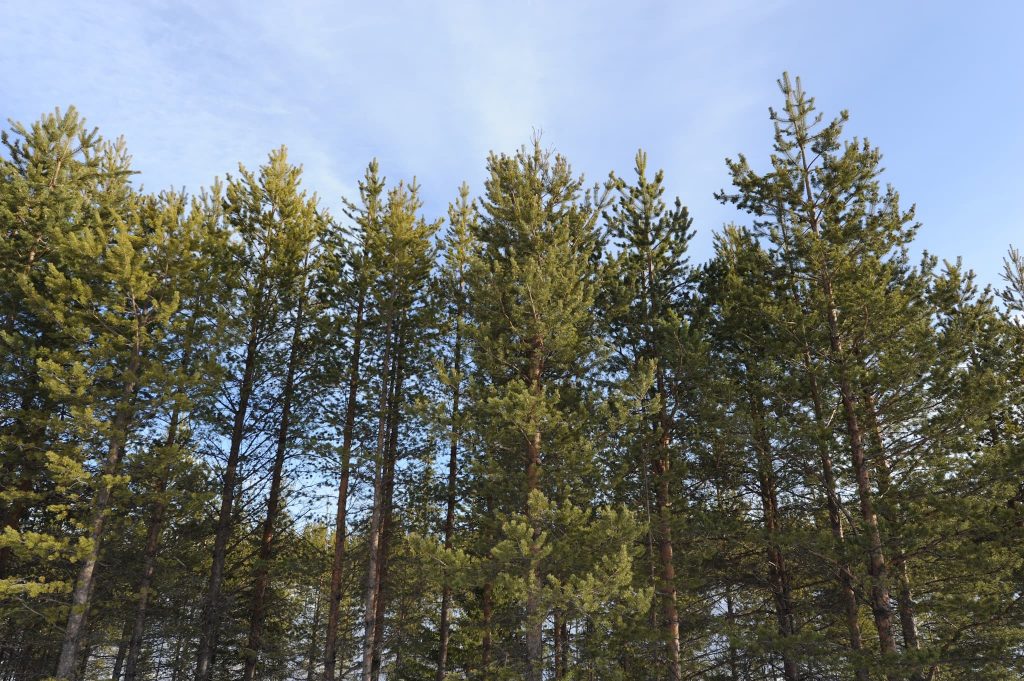 Sveaskog lämnar kampanjen Svenska Skogen 2022 5