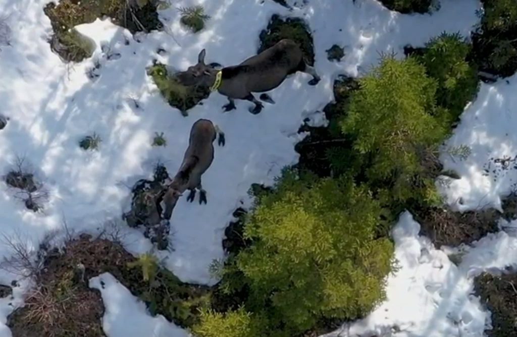 Larm igen 2021 om multiskador inklusive betesskador — i x delar av Sverige 5 Älgbetesskada