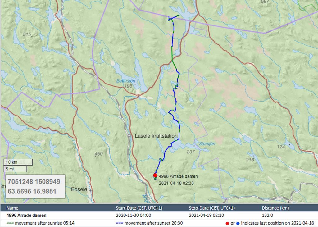 Älgkon Ärrade damen -- känd från TV -- här bjöd hon sin älgkalv på "bryta" 2021 6