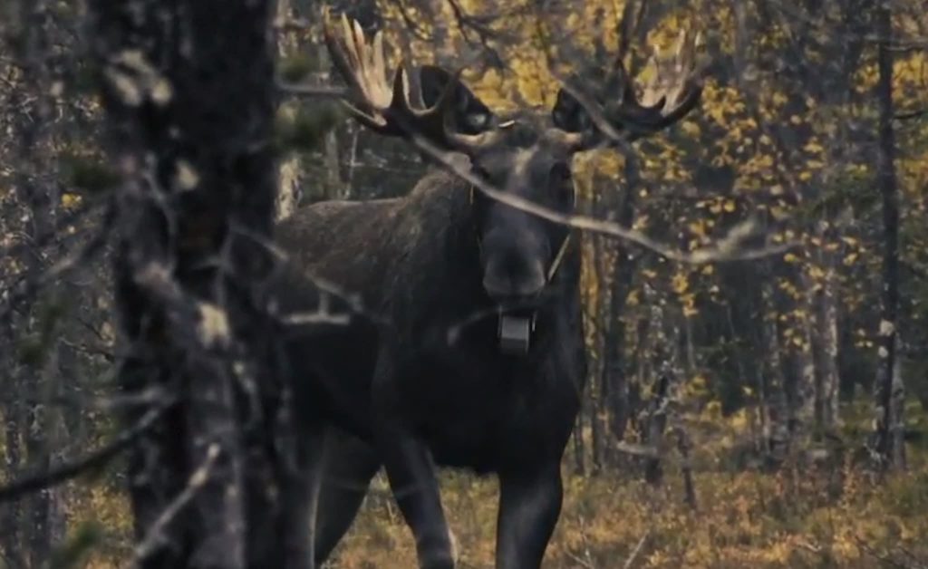 Älgar på vandring — Jokern och Ärrade damen "betar lite tall" 8 Älgtjuren "Jokern" på bild, med horn och GPS-sändare.