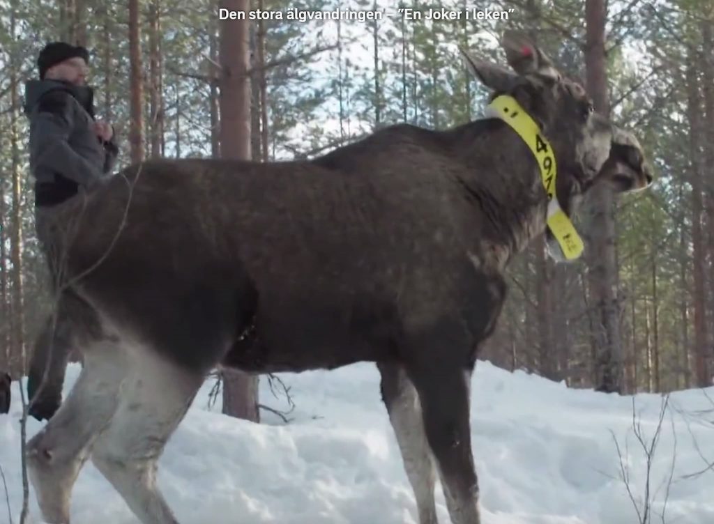 Älgkon Ärrade damen -- känd från TV -- här bjöd hon sin älgkalv på "bryta" 2021 5