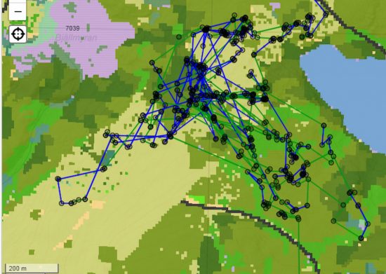 Älgko-älgkalv-GPS