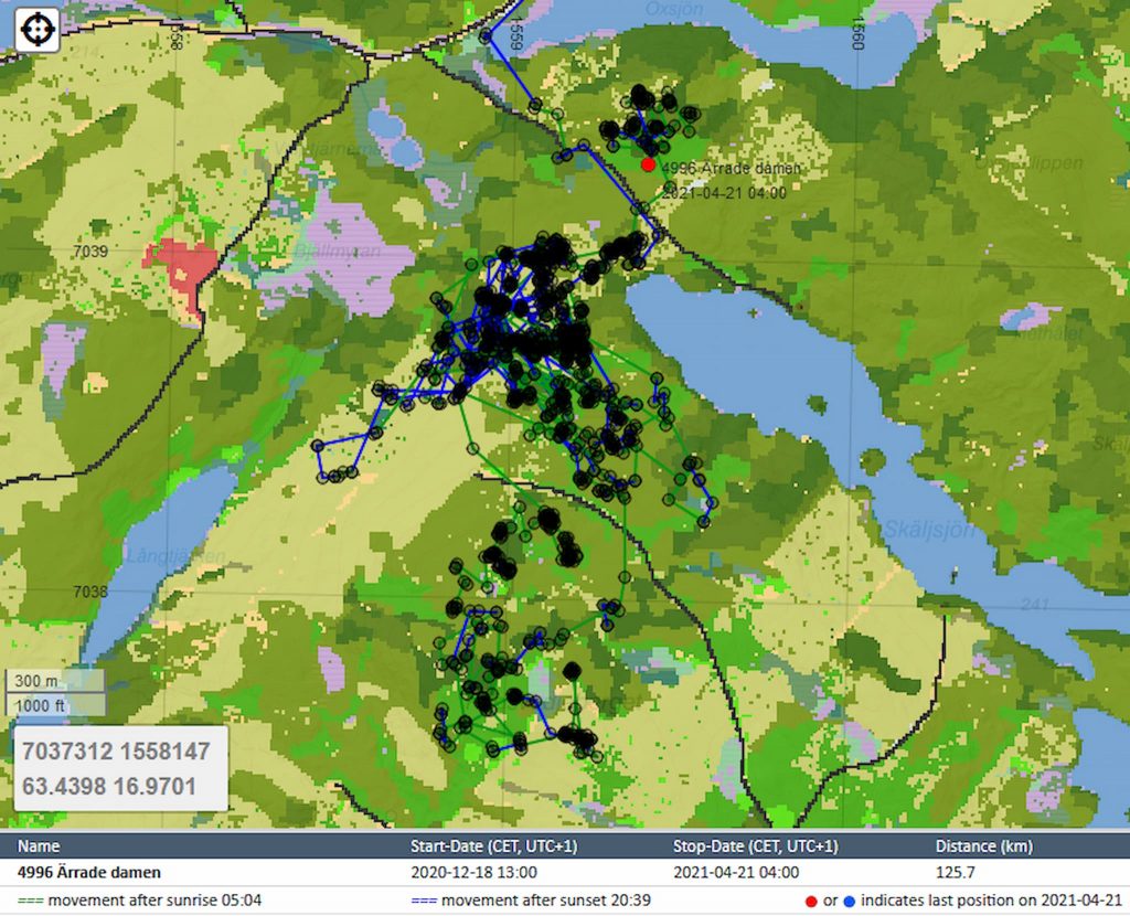 Älgar på vandring — Jokern och Ärrade damen "betar lite tall" 7 Kartbild som genom GPS visar en älgs rörelsemönster. Källa SLU, Sveriges Lantbruksuniversitet.