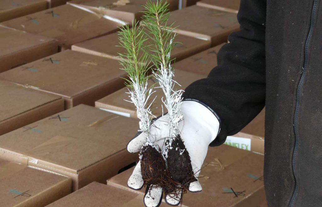 Trendbrott — mera tallplantor än granplantor 2020 6 Ettåriga tallplantor som är behandlade med vax