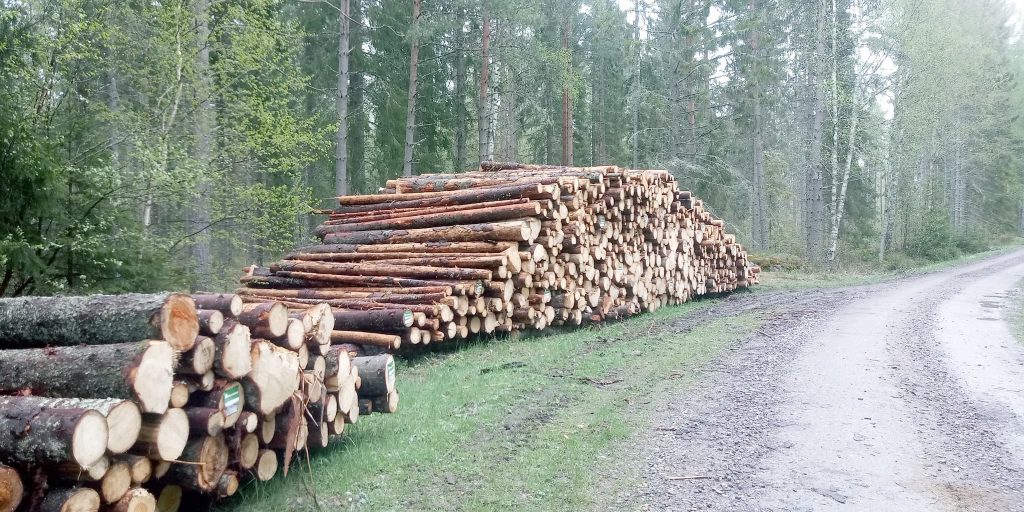 Mer barkborretimmer 2021 — tur att jänkarna vet att nyttja det sågade virket! 6