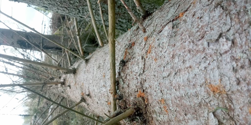 Mer barkborretimmer 2021 — tur att jänkarna vet att nyttja det sågade virket! 9 Barkborretimmer-eller-brännved-2021?