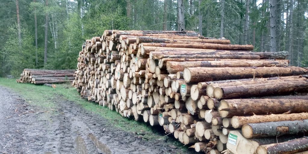 Barkborresvärmningen gick igång vecka 19 — hur omfattande? 7