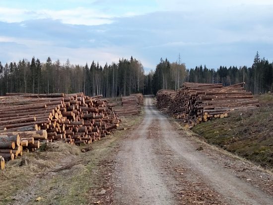 rundvirkeslager-sågverk-massaved