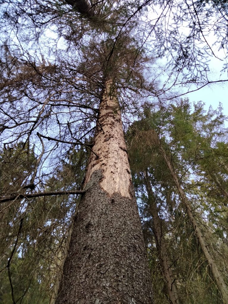 Sveriges högsta gran är en torrgran -- dödades av barkborrar 2020 5 Torrgran-högsta-2021