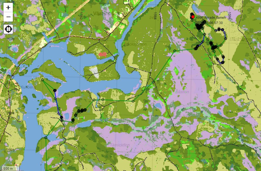 Rovdjurspolitiken och den stora älgvandringen norrut — en köttbergsbonus på 3 miljoner kilo? 10
