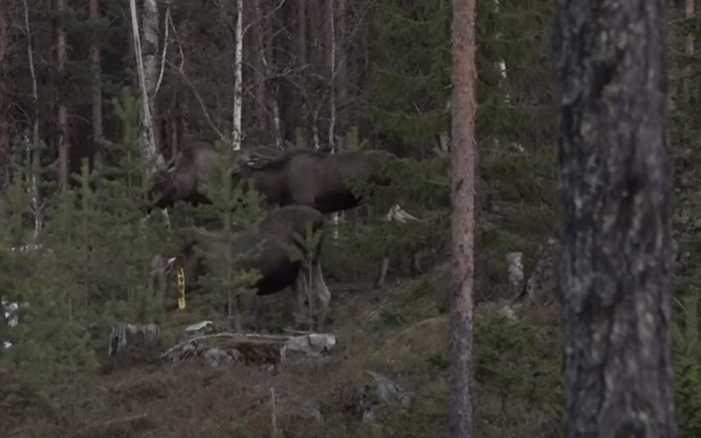 Rovdjurspolitiken och den stora älgvandringen norrut — en köttbergsbonus på 3 miljoner kilo? 9 ärrade-damen-följe-betar-tall