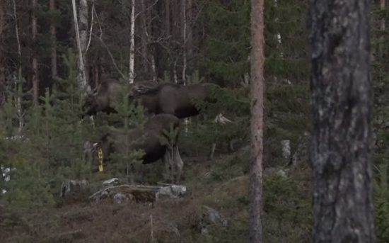 Rovdjurspolitiken och den stora älgvandringen norrut — en köttbergsbonus på 3 miljoner kilo? 4 Köttberg-älgar-betesskador