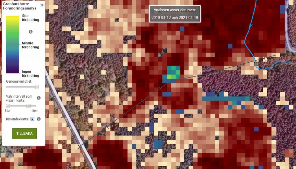 Sveriges högsta gran är en torrgran -- dödades av barkborrar 2020 7 torrgranar-fjärranalys