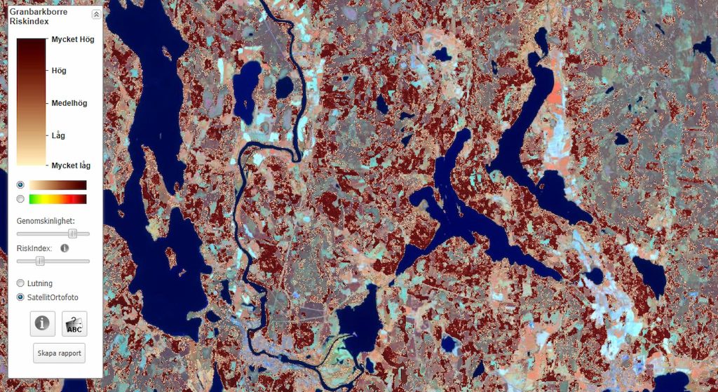 Sveriges högsta gran är en torrgran -- dödades av barkborrar 2020 6