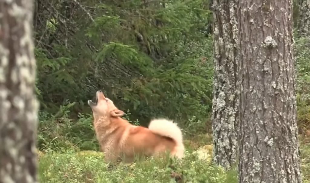 Granbarkborre— teori vecka 18, svärmning vecka 19? 8