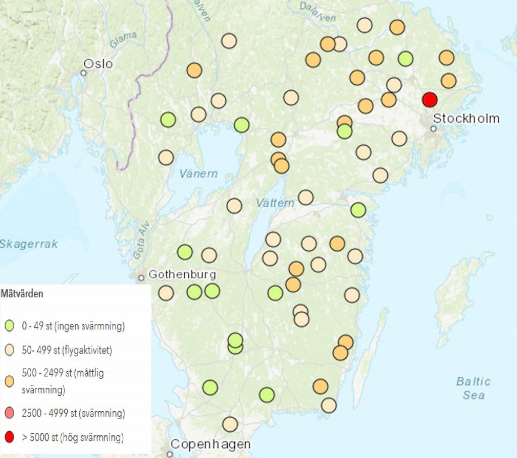 Granbarkborresvärmning vecka 20 — överraskande stor lokalt trots kylan? 6