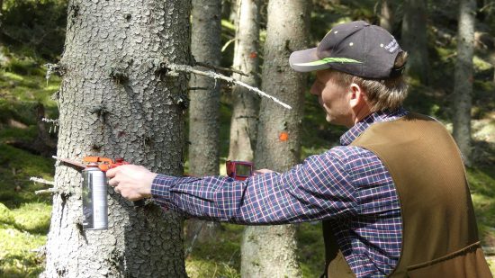 rotpoststämpling av skog