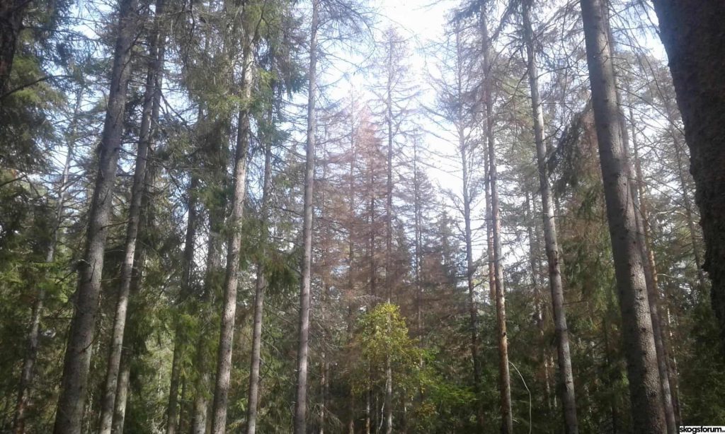 EU Taxonomin — bra, dåligt eller inget för skogsägare? 5 Skog angripen av granbarkborre. En torr växtsäsong kan skapa stressade träd som lättare angrips av skadedjur.