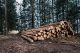 timmer i skogen efter tysk skogsavverkning